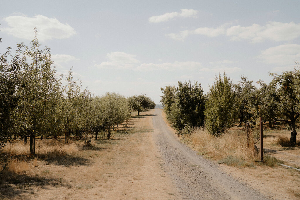 Feldweg mit Olivenbäumen
